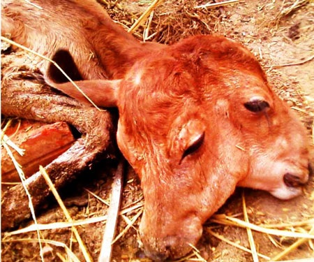 Bò mẹ sinh bê con 2 đầu - 1 Bò mẹ sinh bê con 2 đầu - 1