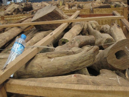 Hàng trăm dân xới tung rừng tìm gốc rễ cây sưa - 2 Hàng trăm dân xới tung rừng tìm gốc rễ cây sưa - 2