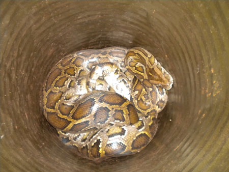 Bắt được trăn gấm nặng hơn 30 kg - 1