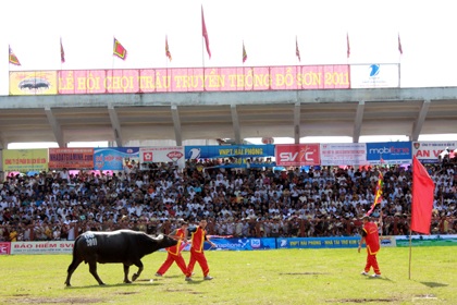 "Nóng hầm hập" vòng chung kết lễ hội chọi trâu Đồ Sơn - 5