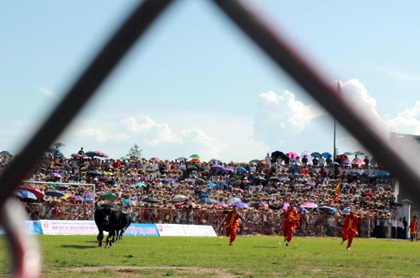 "Nóng hầm hập" vòng chung kết lễ hội chọi trâu Đồ Sơn - 6