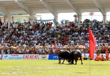 "Nóng hầm hập" vòng chung kết lễ hội chọi trâu Đồ Sơn - 7