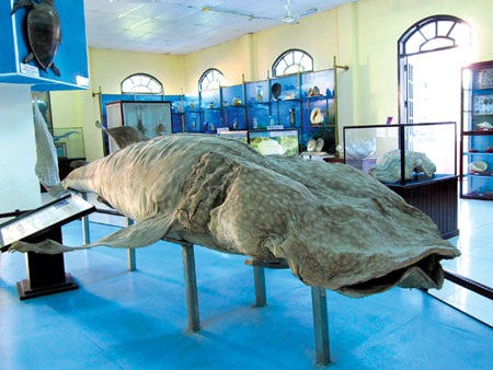 Ứng xử với cá thiêng: tín ngưỡng thắng khoa học? - 1 Ứng xử với cá thiêng: tín ngưỡng thắng khoa học? - 1