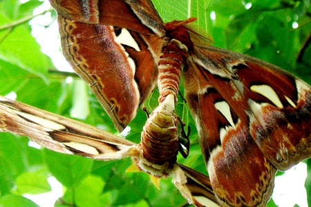 Đôi bướm “khổng lồ” trú ngụ trong vườn nhà - 1 Đôi bướm “khổng lồ” trú ngụ trong vườn nhà - 1