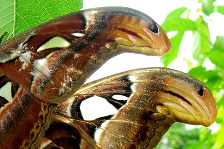 Đôi bướm “khổng lồ” trú ngụ trong vườn nhà - 3 Đôi bướm “khổng lồ” trú ngụ trong vườn nhà - 3