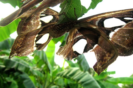 Đôi bướm “khổng lồ” trú ngụ trong vườn nhà - 4 Đôi bướm “khổng lồ” trú ngụ trong vườn nhà - 4