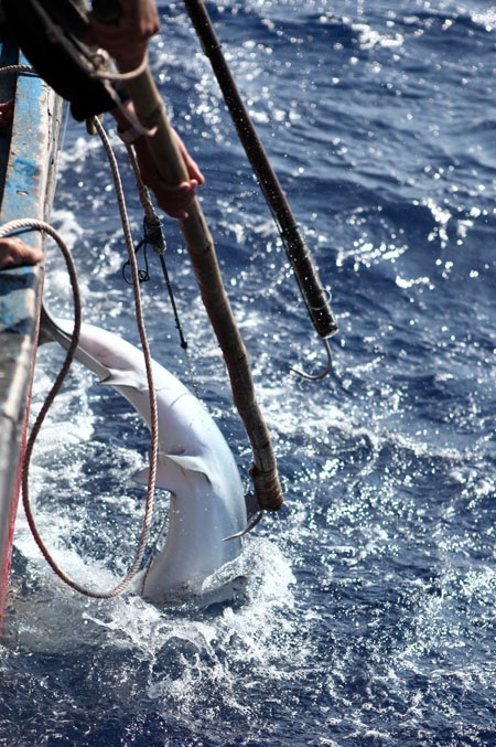 Xem ngư dân miền Trung săn cá mập - 3