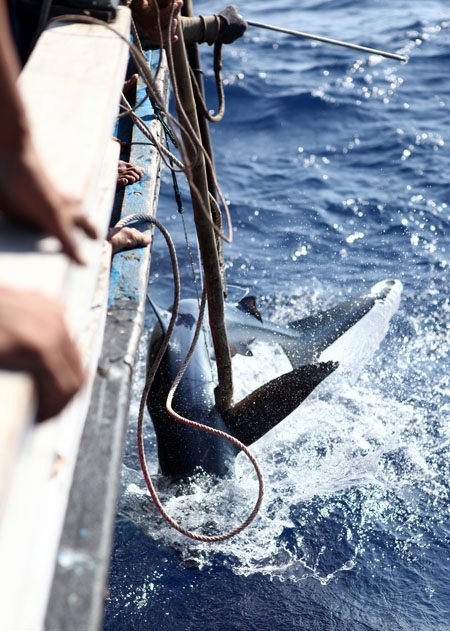 Xem ngư dân miền Trung săn cá mập - 4