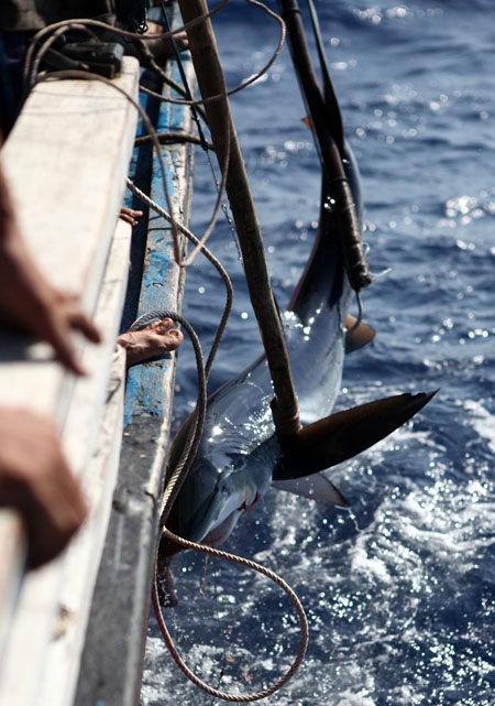 Xem ngư dân miền Trung săn cá mập - 5