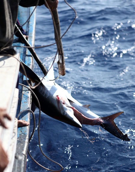 Xem ngư dân miền Trung săn cá mập - 6