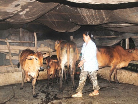 Ly kỳ chuyện đại ca “gác kiếm”... chăn bò  - 1