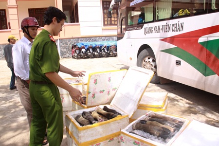 Xe khách “VIP” chuyên chở… thịt thối - 1