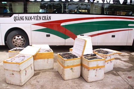 Xe khách “VIP” chuyên chở… thịt thối - 2