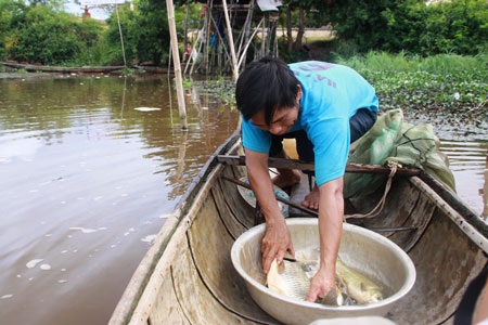 Cá chết bất thường, dân vớt đem... bán - 2