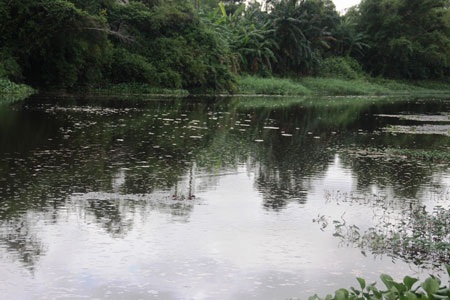 Cá chết bất thường, dân vớt đem... bán - 1