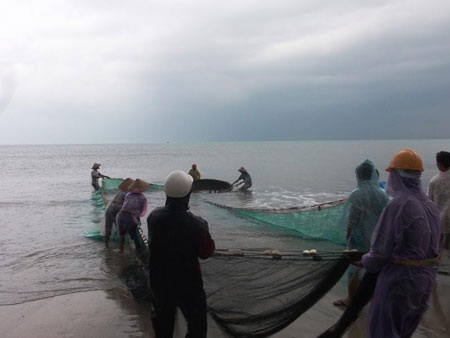 Kéo lưới gần bờ ngày biển động - 2