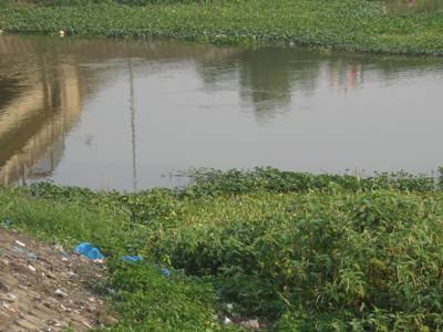 Hái rau, “cầm nhầm” tay người chết  - 1