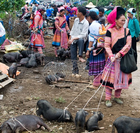 “Bế” gà đi chợ - 4