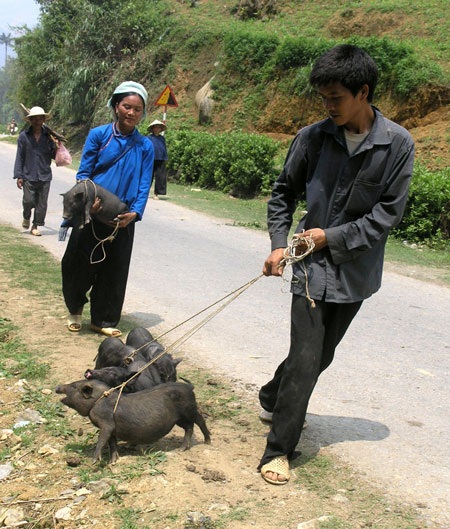 “Bế” gà đi chợ - 5