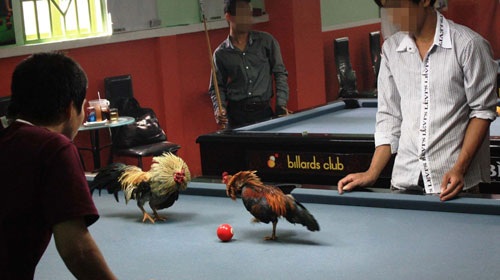 Đá gà trên bàn bida - 1 Đá gà trên bàn bida - 1