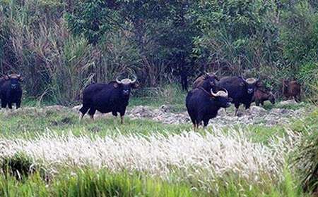 Đến lượt bò tót đối diện nguy cơ tuyệt chủng - 1 Đến lượt bò tót đối diện nguy cơ tuyệt chủng - 1