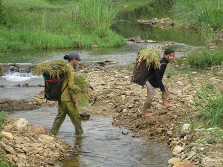 Mùa vàng trên đại ngàn - 4 Mùa vàng trên đại ngàn - 4