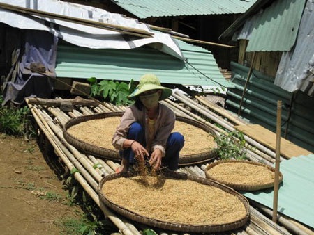 Mùa vàng trên đại ngàn - 5 Mùa vàng trên đại ngàn - 5