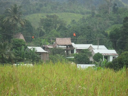 Mùa vàng trên đại ngàn - 1 Mùa vàng trên đại ngàn - 1