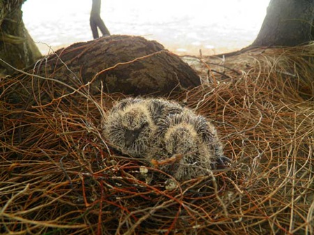 Cây dương có 20 tổ chim cu gáy - 2