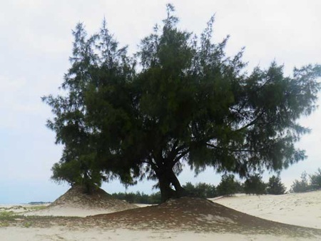 Cây dương có 20 tổ chim cu gáy - 1