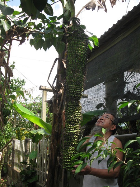 Buồng chuối 111 nải, dài 2m - 1 Buồng chuối 111 nải, dài 2m - 1