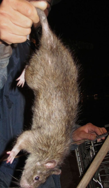 Nhậu... chuột cống!  - 1