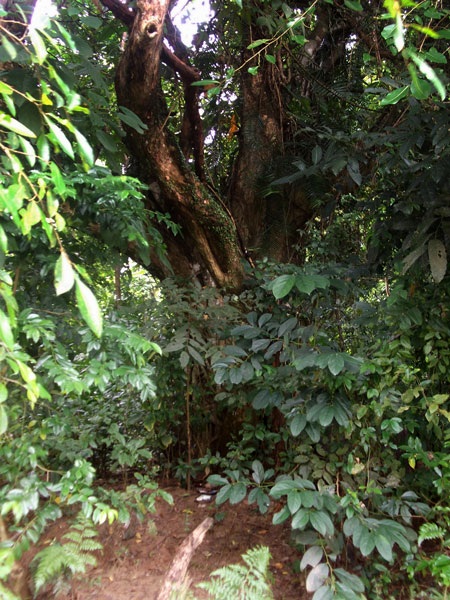 Kỳ bí “rừng ma” - 3 Kỳ bí “rừng ma” - 3