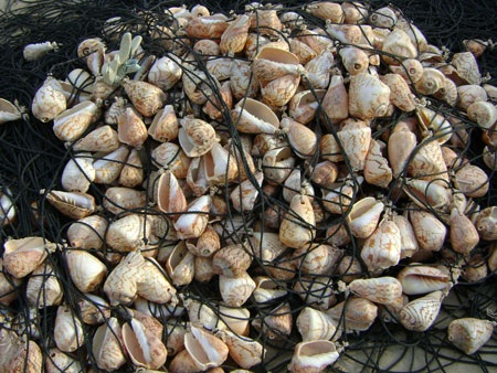 Ngư dân không dám ra khơi vì quá sợ nạn trộm cắp - 2 Ngư dân không dám ra khơi vì quá sợ nạn trộm cắp - 2