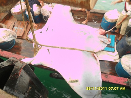 3 giờ vật lộn bắt cá nạng nặng hơn 2 tấn - 3