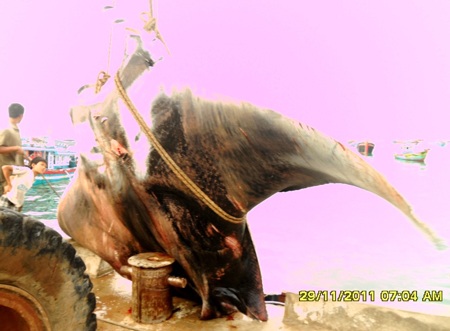 3 giờ vật lộn bắt cá nạng nặng hơn 2 tấn - 2