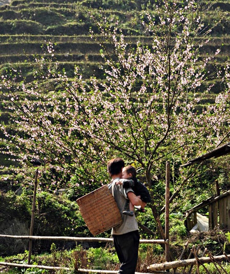 Ngắm hoa đào nở sớm ở Sa Pa - 1