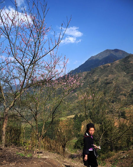 Ngắm hoa đào nở sớm ở Sa Pa - 4