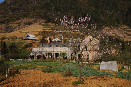 Ngắm hoa đào nở sớm ở Sa Pa - 3