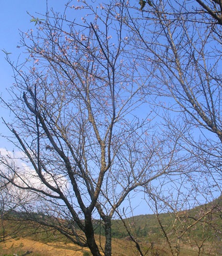 Ngắm hoa đào nở sớm ở Sa Pa - 6