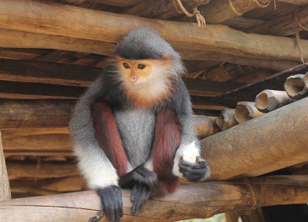 Voọc 7 màu được nuôi trong nhà dân  - 1