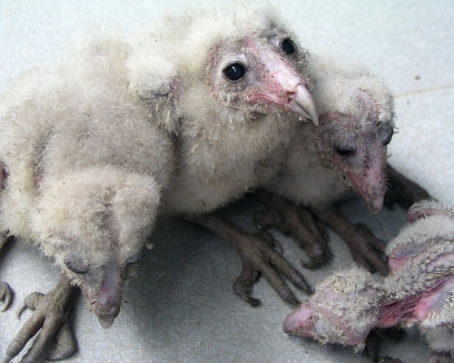 Phát hiện tổ chim “lạ” trên mái nhà - 4 Phát hiện tổ chim “lạ” trên mái nhà - 4