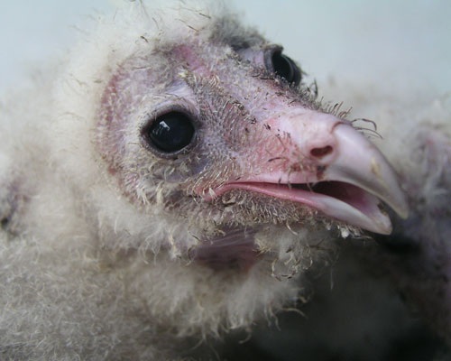 Phát hiện tổ chim “lạ” trên mái nhà - 1 Phát hiện tổ chim “lạ” trên mái nhà - 1