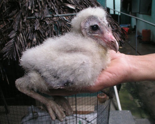 Phát hiện tổ chim “lạ” trên mái nhà - 2 Phát hiện tổ chim “lạ” trên mái nhà - 2