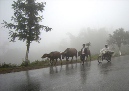 Trâu bò lũ lượt xuống núi tránh rét - 1
