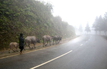 Trâu bò lũ lượt xuống núi tránh rét - 2