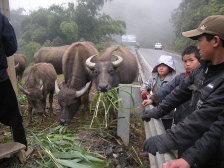 Trâu bò lũ lượt xuống núi tránh rét - 3