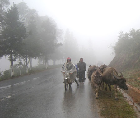 Trâu bò lũ lượt xuống núi tránh rét - 4