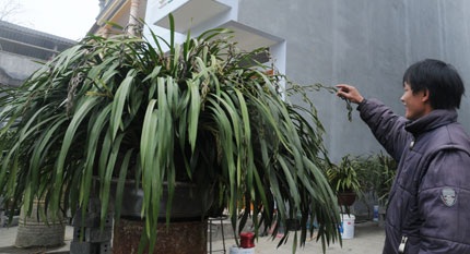 2 chậu địa lan “khủng” 100 cành cùng nở, giá 100 triệu đồng - 1