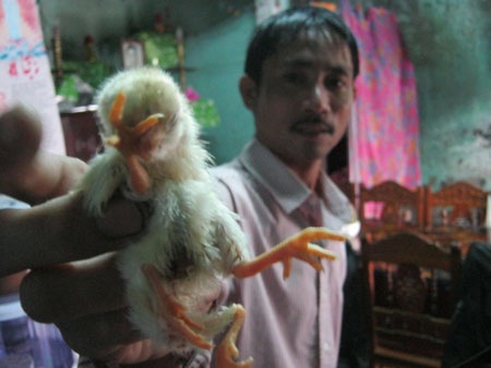 Kỳ lạ chú gà 4 chân, không đuôi - 2